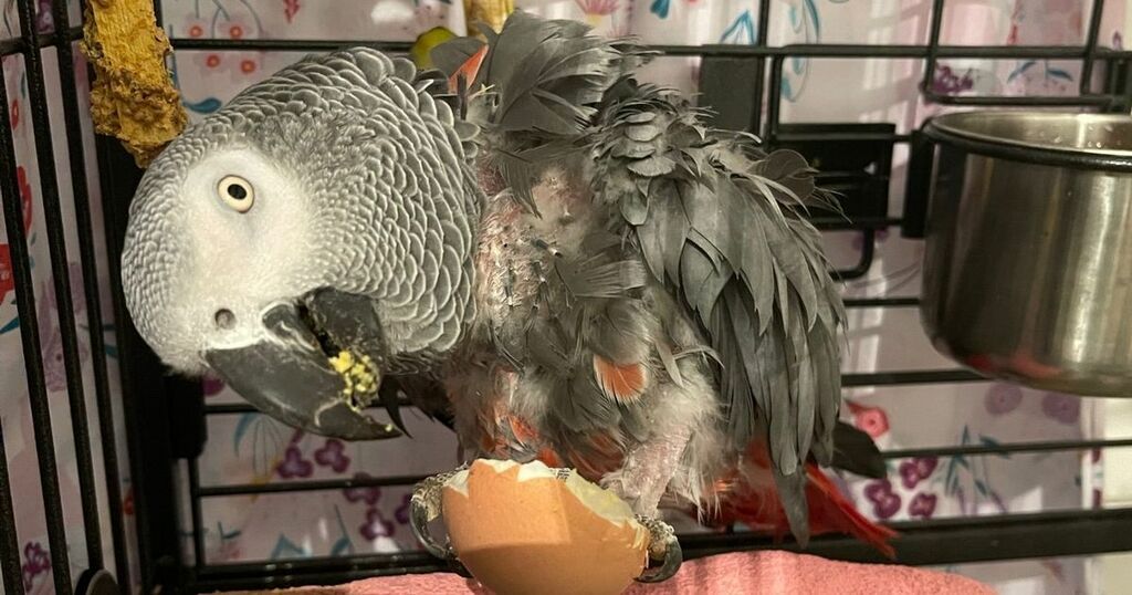Sad parrot who fell mute when owner died finds his…