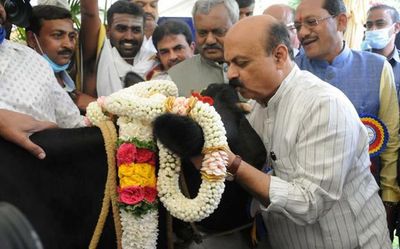 Temples and cows get priority