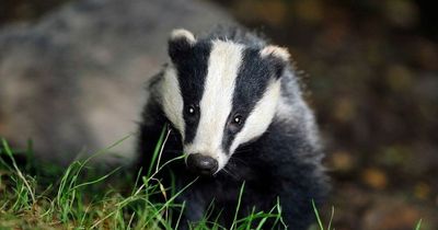 Badger cull campaigners hope MPs' debate will force ministers to scrap scheme