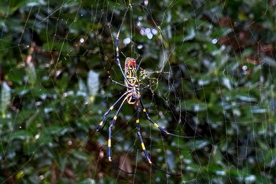 Giant Joro spiders wreaking havoc in Georgia could take over East Coast, scientists warn