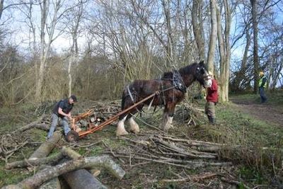 Rare shire horses to be used to clear Richmond Park after Storm Eunice damage
