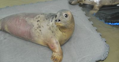 Rescued Tynemouth seal pups Porridge and Waffles set to be released back into the wild