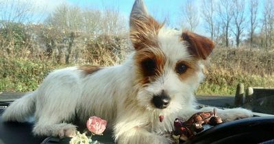 The 'butter wouldn't melt' pooch with a dangerous split personality