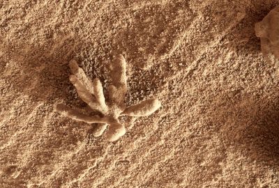 Mars' bizarre "flower" rock, explained