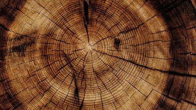 Tree rings suggest NT water allocations may be too generous along Daly River: study