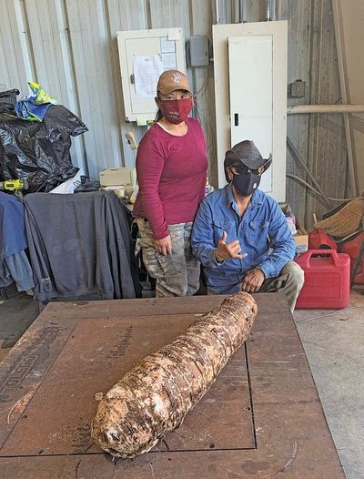 Massive Hawaii taro root could be largest ever harvested