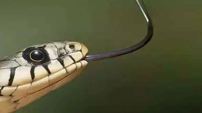 Student in Vizianagaram district dies of snake bite