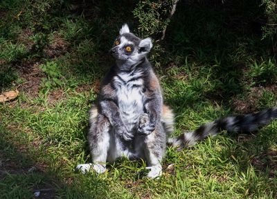 Maki, the lemur stolen from San Francisco Zoo, dies at 22