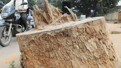 No permission for Nirmal Nagri to cut 67 trees