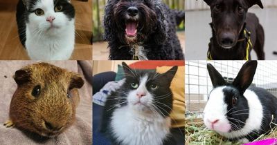 The 62 dogs, cats and small pets looking for forever homes in Manchester this March