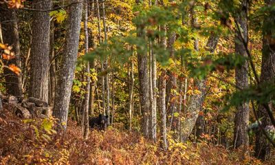 Outcry as North Carolina allows bear hunting in sanctuaries