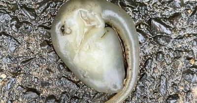 Jogger shares creature that ‘could very well be an alien’ after bad storm