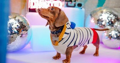 Newcastle's first Dachshund Disco invites hot dogs to show off on the dancefloor