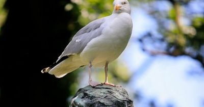 Spain holidays 2022: Irish tourists warned of clever ‘bird poo scam’ after arrests in Costa del Sol