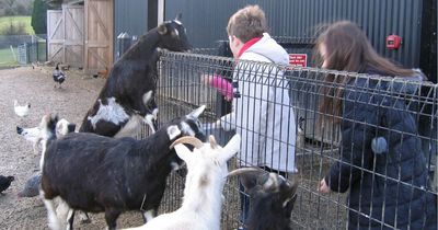 DSPCA free shelter educational tours to return for first time since Covid-19