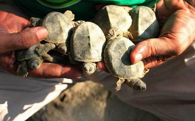 Endangered turtles play fast and loose with borders