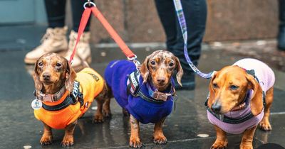 Pop-up dachshund cafe coming back to Glasgow next month