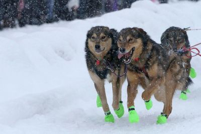 Iditarod dogs pack Anchorage for race's ceremonial start