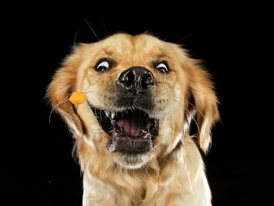 Say cheese! Photographer take hilarious pictures of dogs catching cheese for charity fundraiser