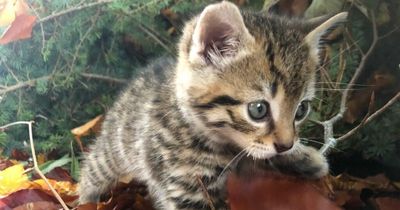 Cops seize Scottish wildcat kitten taken out of Scotland due to strict laws - now £250k has been raised to help him