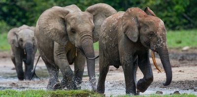 A first for large African mammals: DNA used to count Gabon's endangered forest elephants