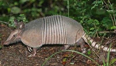 Chicago outdoors: Illinois armadillos, backyard Cooper’s hawk, record smallmouth bass & northern pike