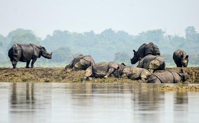 Two Assam ex-MLAs get 2-year jail for assaulting ranger at Kaziranga National Park