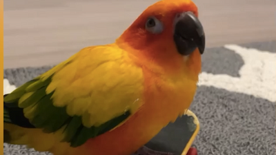 VIDEO: Clever Parrots Perform Crowed-Pleasing Tricks For Instagram