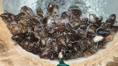 Broome residents rescue hordes of long-footed frogs from swimming pools