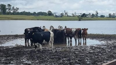 Rural communities rally to organise fodder runs for flood-hit farmers in northern NSW