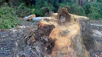 Trial begins for VicForests accused of unlawful logging activity threatening wildlife