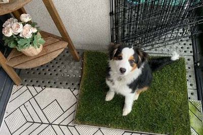 Best items for rescue dogs: Everything they need when joining a new home