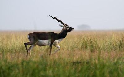 PCCF orders enquiry into killing of 11 black bucks in Kurnool