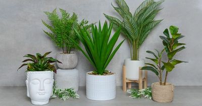 The Range is selling fake plants for £9.99 which shoppers 'can't believe' aren't real