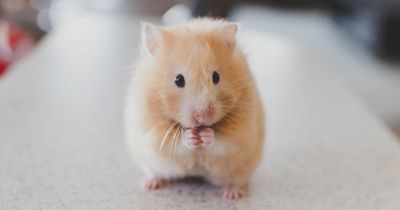 Warning over danger of catching Covid from pets, farmed and wild animals