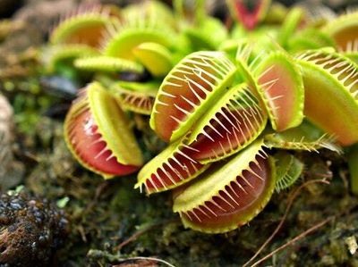 147 years after Darwin, flesh-eating plants still have scientists stumped