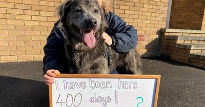 Rescued dog too afraid to step outside for five months spends 400th day in shelter