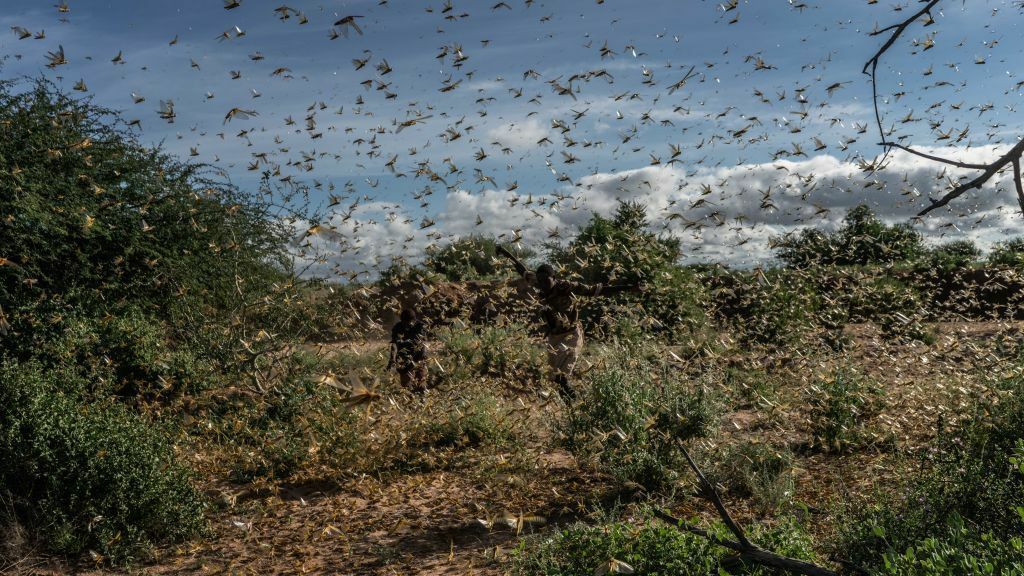 Locust In America Why Locusts Form Destructive Swarms