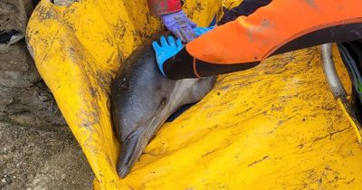 Baby dolphin strands itself on UK beach with dramatic rescue mission launched