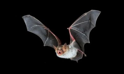 The bat, man: live animal prank causes flap in Austin cinema