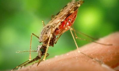 What is Japanese encephalitis and why is it spreading in Australia?