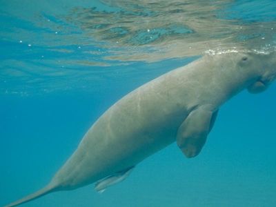 Dugongs, turtles will starve after floods