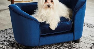 Aldi shoppers react to 'cute' and 'essential' pet sofa bed releasing this week