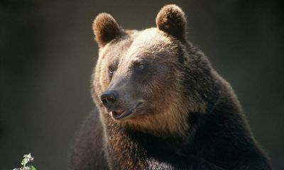 Rare Italian bear famous for bakery break-in captured