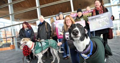 Animal charities call for total ban on greyhound racing in Wales