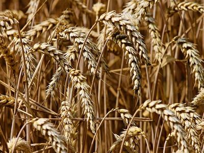Why Teucrium Wheat Fund Shares Are Rising Today