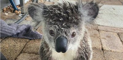 'The sad reality is many don't survive': how floods affect wildlife, and how you can help them