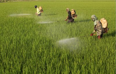 Call for end to price fixing of fertilisers