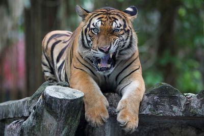 Malaysia: Is there still a chance to save the Malayan tiger?