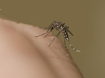 Encephalitis warning as Aust cases rise